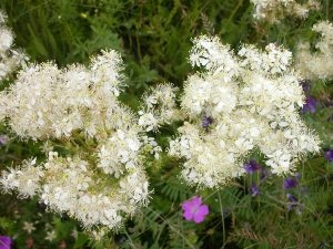 Meadowsweet gyógyszer tulajdonságait és ellenjavallatok