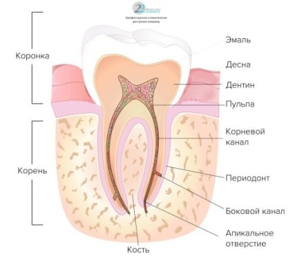 Tratamentul canalelor canalelor, stomatologia terapeutică la Moscova, servicii de curățare a canalului rădăcinii,