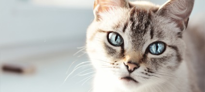 Kezelése macska egy állatorvosi klinikán - Dr. Aibolit