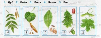 Pădurile Rusiei (Pleshak, Kryuchkova, Carnetul de lucru 4 partea 1)
