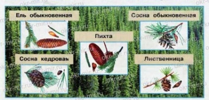 Ліси росії (Плешаков, Крючкова, робочий зошит 4 клас 1 частина)