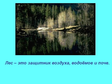Pădurea este apărătorul aerului, rezervoarelor și solurilor - prezentare 182179-18