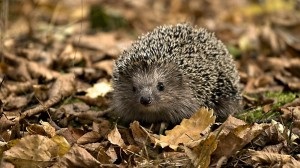 Leishmanioza pielii (boala Bohr) - cauze, simptome, tratament