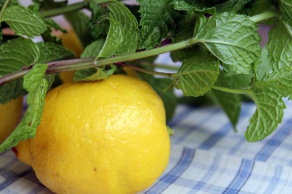 Lemon mentine proprietati utile si contraindicatii - viata mea