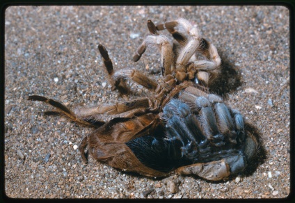 Mantu tarantula