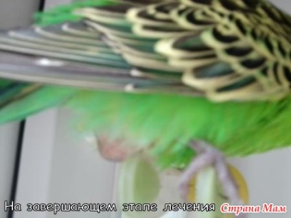 Ліпома - хвилясті папужки - країна мам