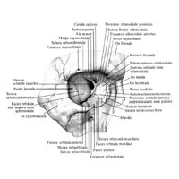 Oasele frontale