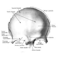 Oasele frontale