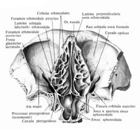 Oasele frontale