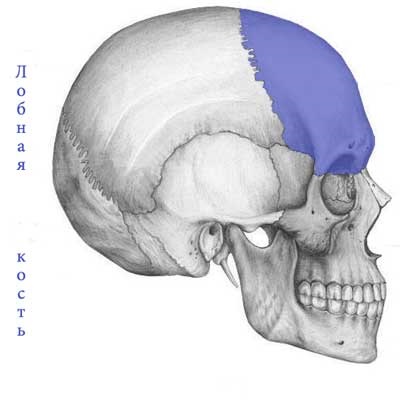 Oasele frontale, anatomia umană