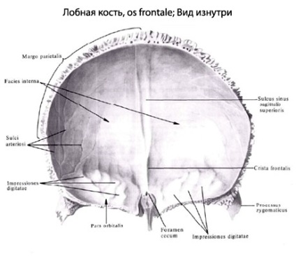 Az emberi csont elülső frontális csont anatómiája, felépítése, funkciói, képek, EUROLAB