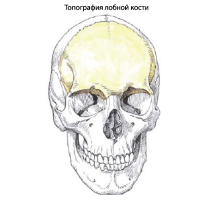 Лобова кістка людини, анатомія лобної кістки, будова, функції, картинки на eurolab