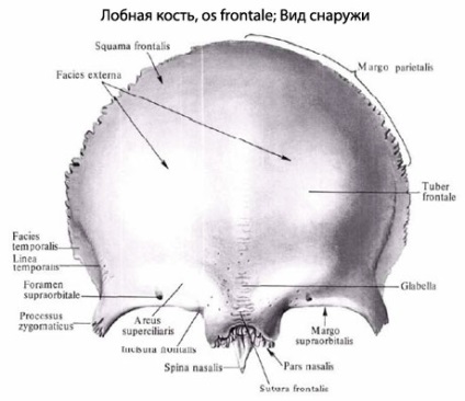 Oasele frontale umane, anatomia osului frontal, structura, funcțiile, imaginile de pe eurolab