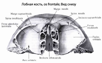 Лобова кістка людини, анатомія лобної кістки, будова, функції, картинки на eurolab