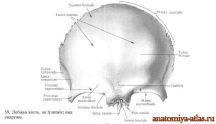 Лобова кістка - це