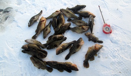Rădăcină de pescuit în timpul iernii pentru diferite tipuri de tije