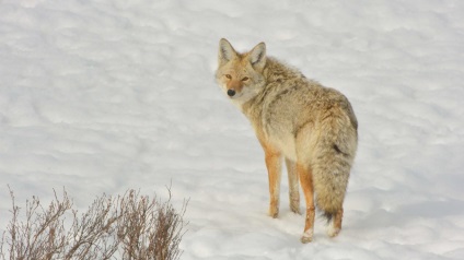 Lupul de luncă sau coyote - o lume uimitoare a animalelor
