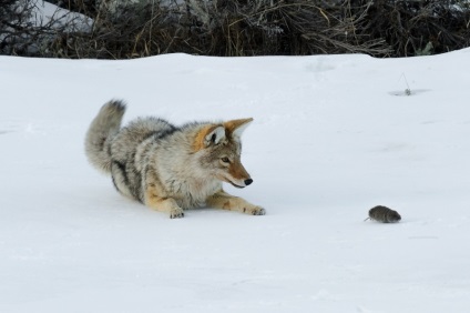 Lupul de luncă sau coyote - o lume uimitoare a animalelor