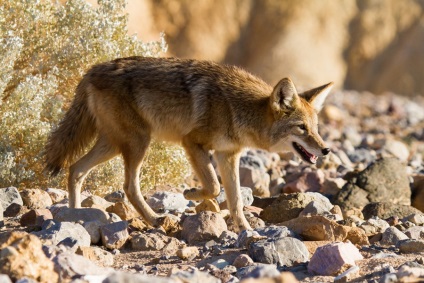 Lupul de luncă sau coyote - o lume uimitoare a animalelor