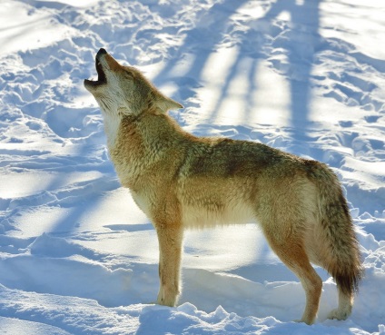 Lupul de luncă sau coyote - o lume uimitoare a animalelor