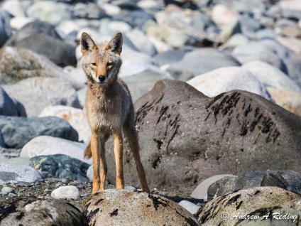 Lupul de luncă sau coyote - o lume uimitoare a animalelor