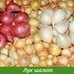 Лук анзур, цибулю суворова або гігантський цибулю