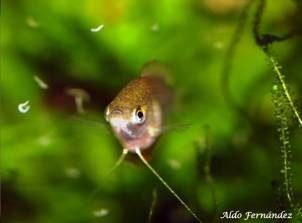 Törpe gourami (colisa lalia)