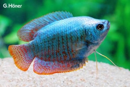 Törpe gourami (colisa lalia)