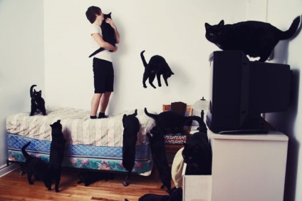 Люди, схиблені на кішках (20 фото)