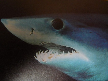 Mako cápák között a leggyorsabb