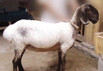 Маловідомі в рф породи овець азії і близького сходу короткий огляд
