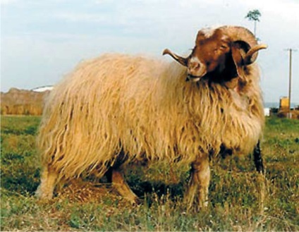 Маловідомі в рф породи овець азії і близького сходу короткий огляд