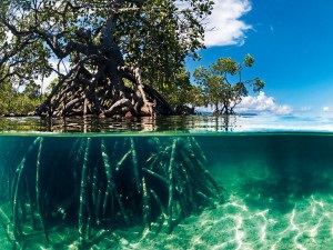 Păduri de mangrove în Vietnam