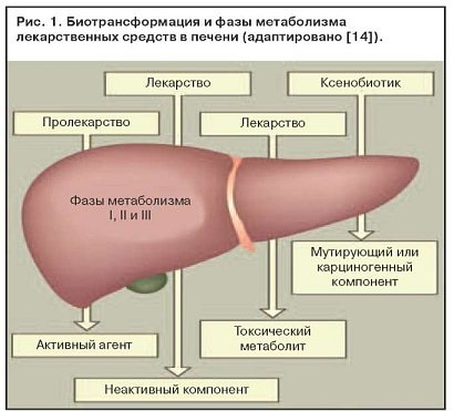 Metabolizarea medicamentelor - tratamentul bolilor din tractul gastrointestinal