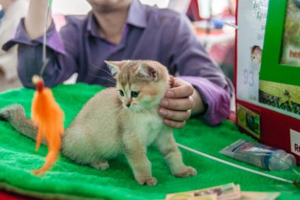 Міжнародна виставка кішок в КВЦ - сокільники