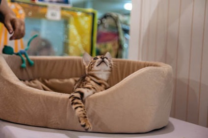 International Cat Show CEC - Sokolniki