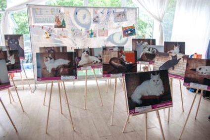 International Cat Show CEC - Sokolniki