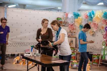 Міжнародна виставка кішок в КВЦ - сокільники