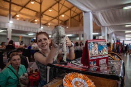 International Cat Show CEC - Sokolniki