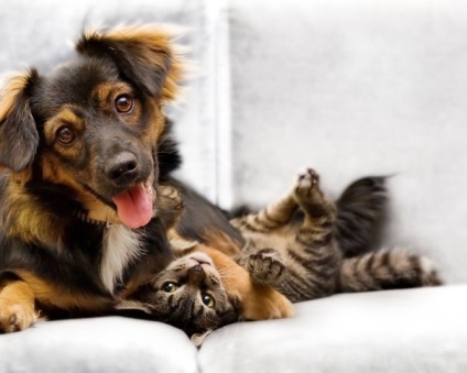 Mituri despre castrarea câinilor și a pisicilor