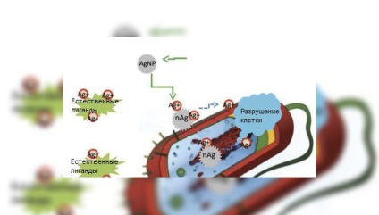 Microbiologii au explicat acțiunea antibacteriană a ionilor de argint