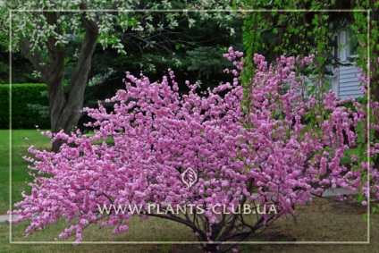 Мигдаль трилопатевої (або prunus triloba ekstra) - квітучий красень