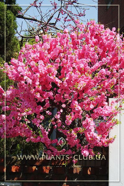 Trilobat de migdale (sau prunus triloba ekstra) - om înfloritor frumos