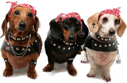 Модний одяг для собак фірми виробники, мода 2014