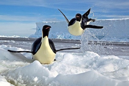 Marea de lângă Antarctica - oceanul de sud - apa - sursa frumuseții și a tineretului