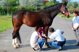 Calul meu a limpede - că ar trebui să fac îngrijire și tratament, un cal