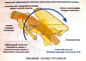 Мій маленький і ніжний звір - травми у собак мініатюрних порід