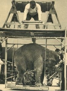 Poate o persoană să ia câteva tone sau cum oamenii ridică elefanți