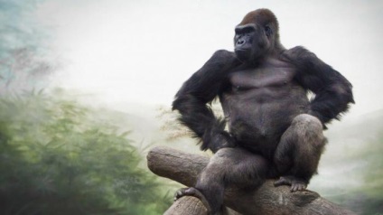 Poate King Kong să existe în viața reală?
