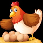 Lehetséges, hogy a csirkék káposzta - csirke, a fórum a tenyésztés és a baromfi